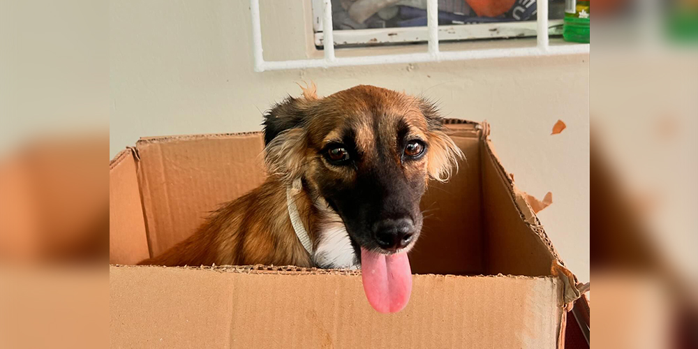 Carriacou Animal Hospital dog|Carriacou Animal Hospital donations of pet food|Carriacou Animal Hospital donations distribution|Carriacou Animal Hospital cat