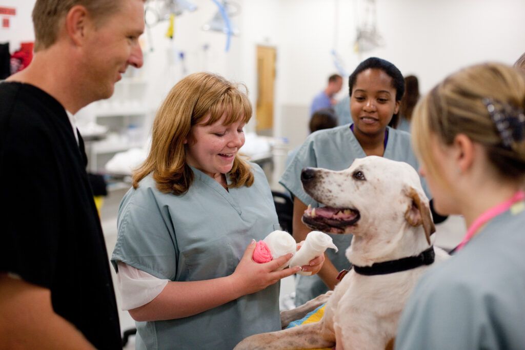 Students and faculty performing exam on a dog