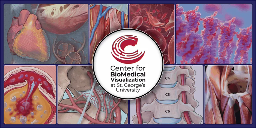 Collage of illustrations created by the medical illustration team at SGU