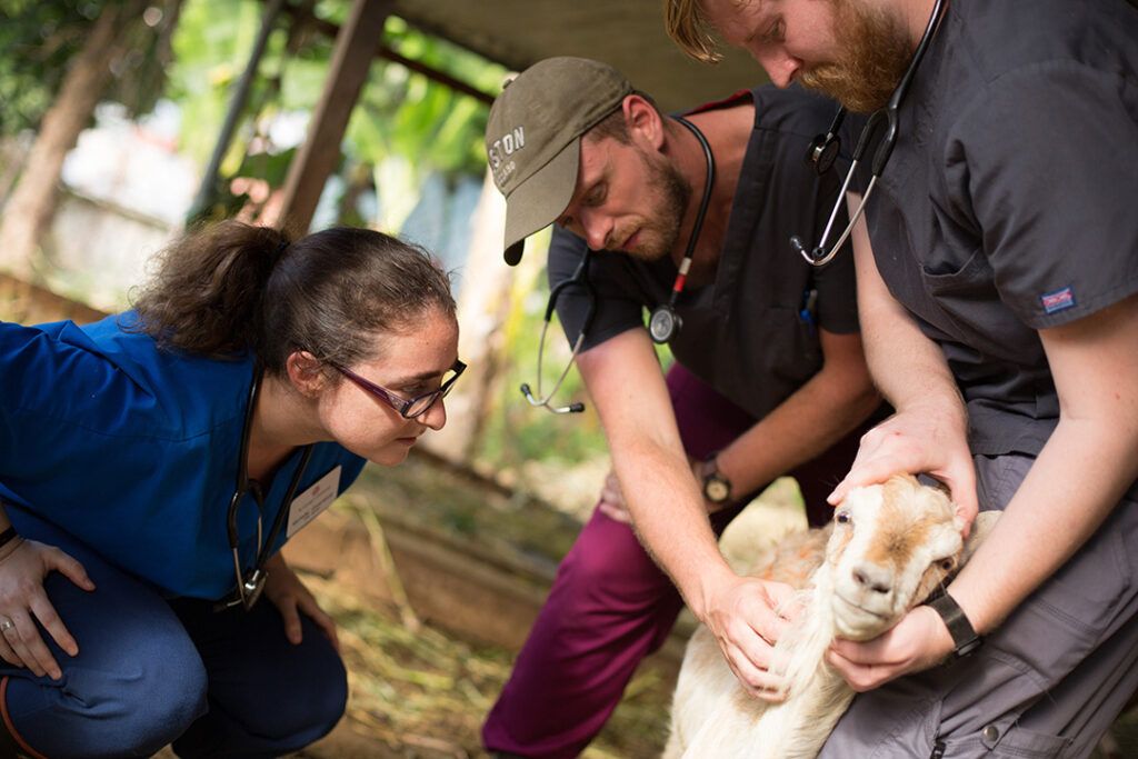 SVM Students examining goat