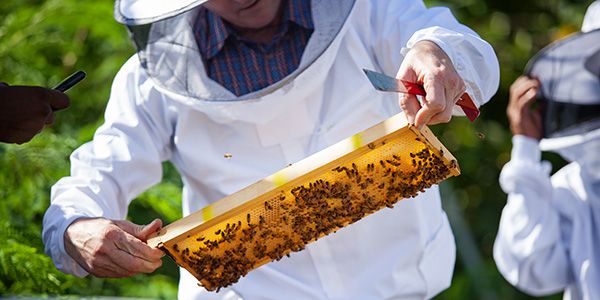 Beekeeper with honeycomb