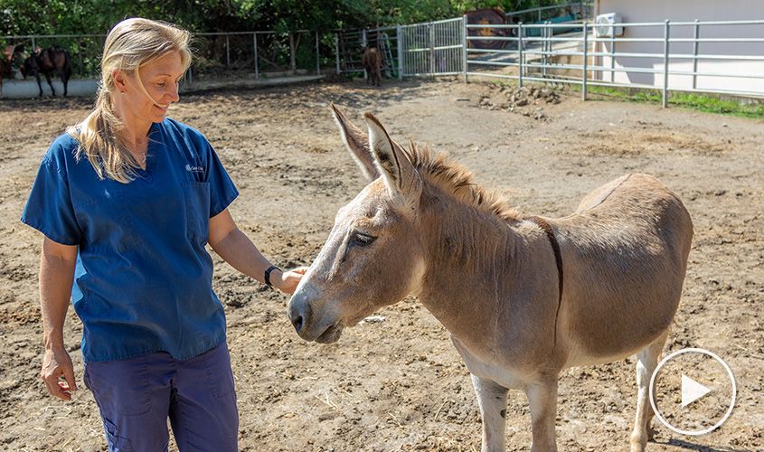 SGU's Large Animal Resource Facility