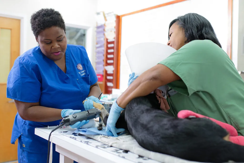 Vet and vet tech tending to sick animal