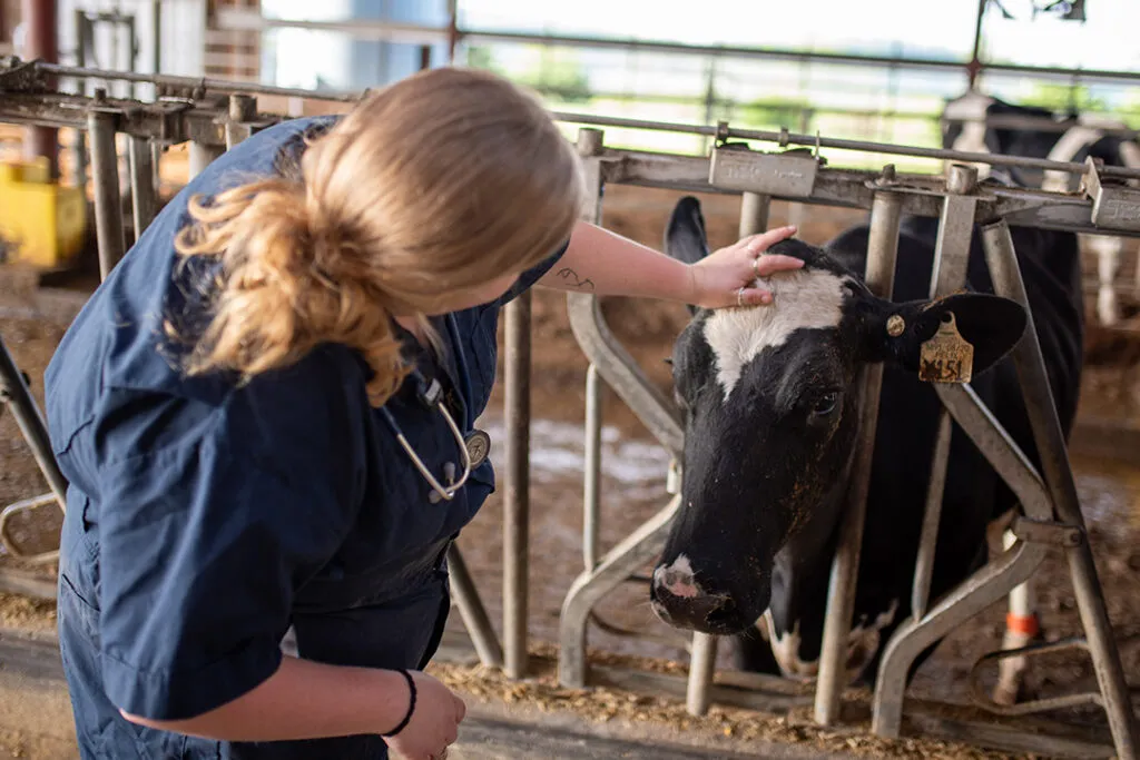 Vet tending to calf