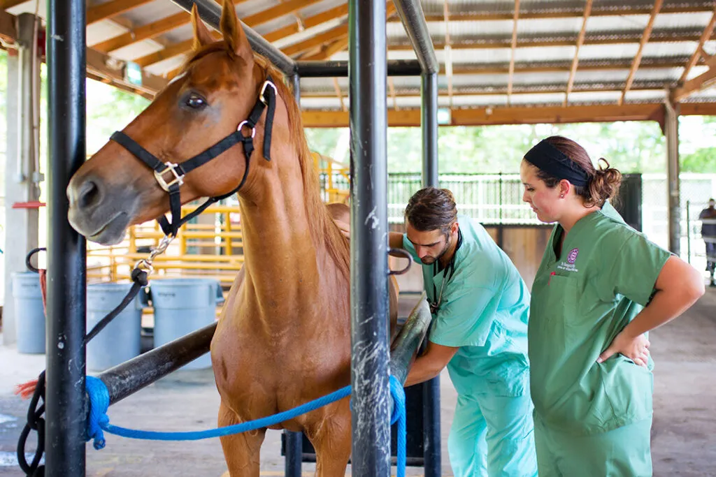 SVM students with horse