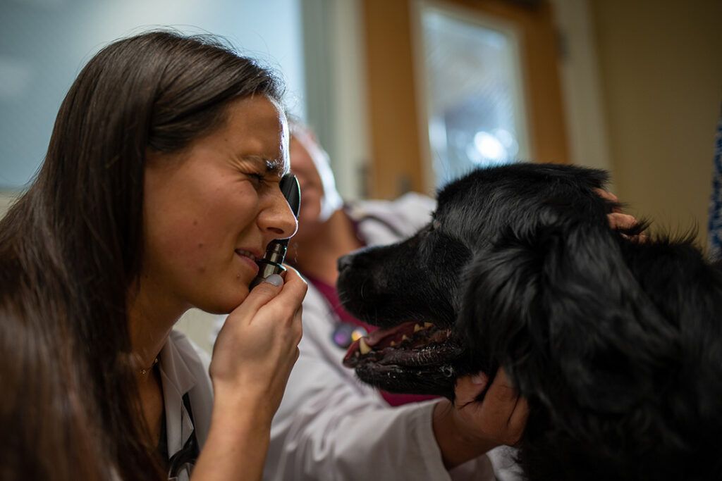School of Veterinary Medicine