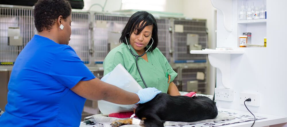 Female SGU veterinary student examining dog with supervision from instructor.