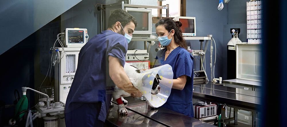 A pre-vet student assists a veterinarian in a clinical setting