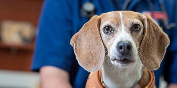 Beagle dog with SGU Vet.
