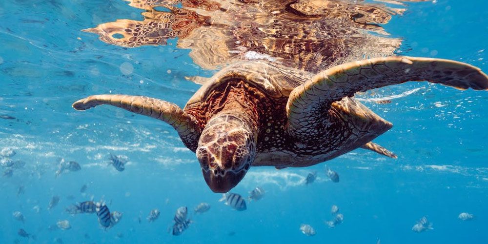 Aquatic Life