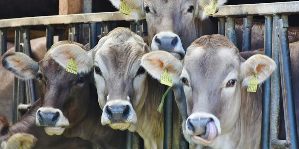 Food Safety Standards: A Look at How Our Provisions are Protected Square