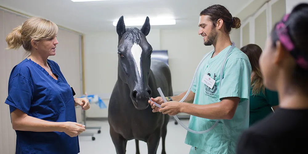 What Does a Large Animal Vet Do? Examining This Livestock-Focused Role ...