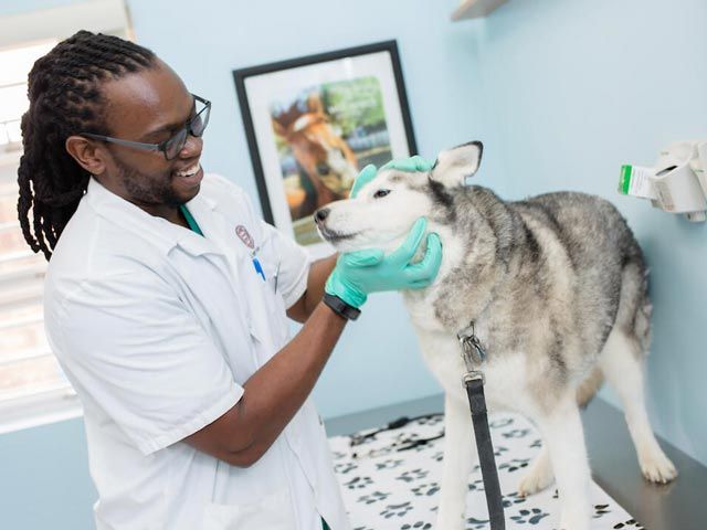 St. George’s University Veterinarian examining a husky dog.