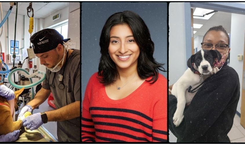 Atalie Delgado DVM '20, Amber Shamburger DVM '19, and Hassan Khalaf DVM, a trio of St. George's University School of Veterinary Medicine alumni News