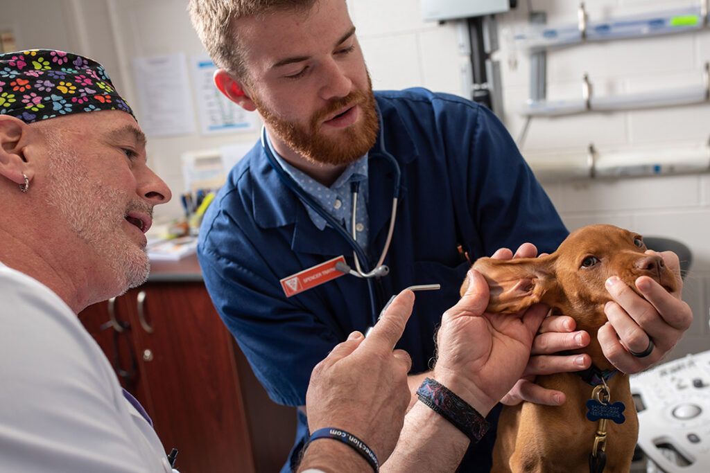 Veterinarian and student with pup