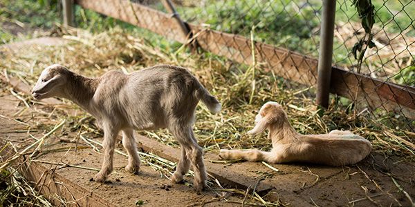Goats relaxing
