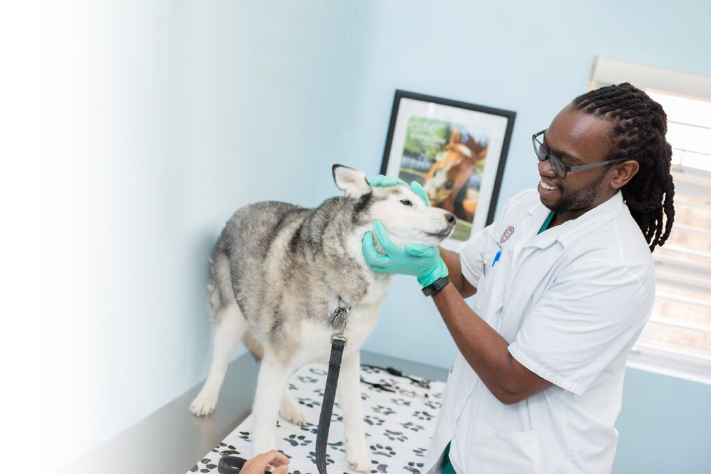 First-year veterinary student gaining clinical exposure by examining a husky, validating early hands-on learning benefits.