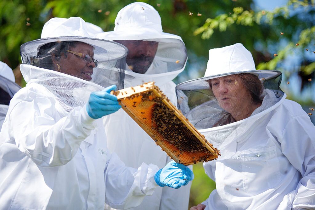 Island Veterinary Scholars Bee Keeping