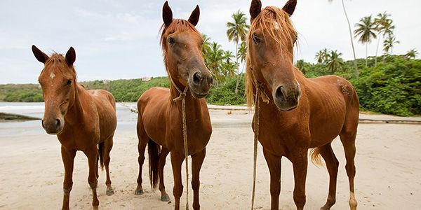 Horses walking along a beach at St. George’s University campus in Grenada.