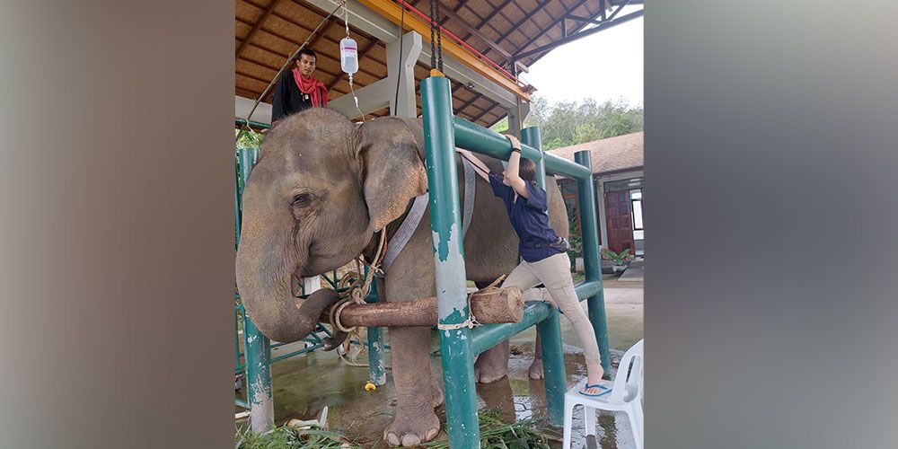 Kate Williams, DVM ’18 with elephant