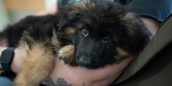 Pup being held