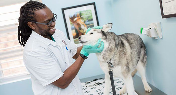 SGU student with Husky