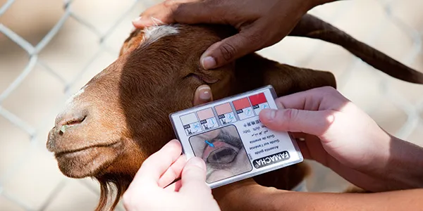St. George’s University veterinary students examining a goat during hands-on farm animal training.