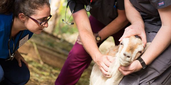 SGU veterinary medicine students with a goat during hands-on farm animal training.