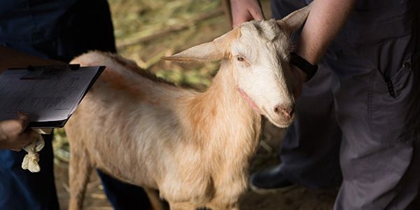 SGU veterinary medicine students with a goat