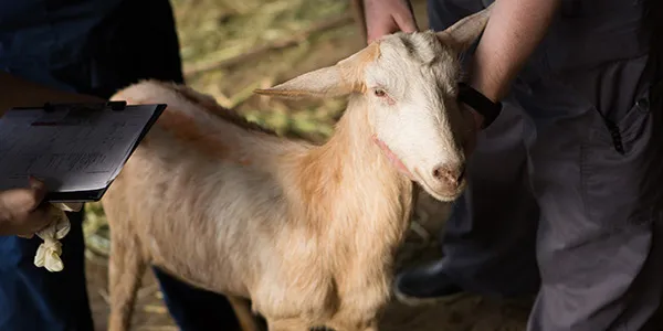 SGU veterinary medicine students with a goat