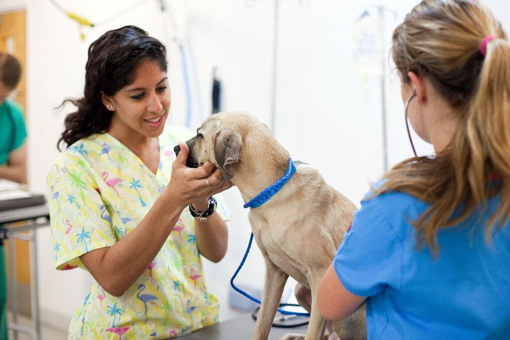 Student veterinarian in scrub top examining a dog at SGU School of Veterinary Medicine FAQs page.