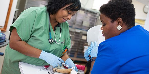 Veterinarian and tech with animal